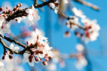 Spring blooming white cherry brunch on blue sky background