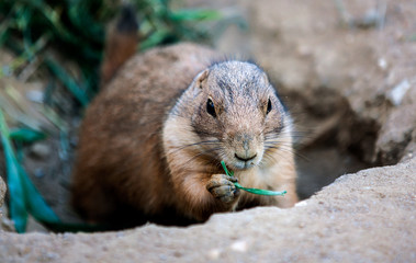 prairie dog