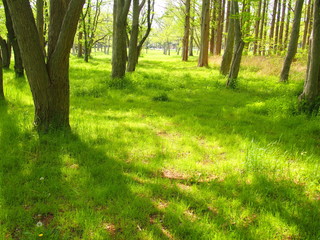 木漏れ日の林風景