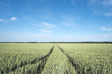 Kornfeld mit Fahrrinnen