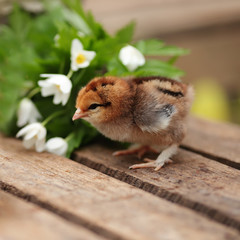 Beautiful little chickens in a wattled basket in a garden. Close
