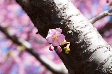 Pink cherry blossom, Kawazu cherry tree in shizuoka japan