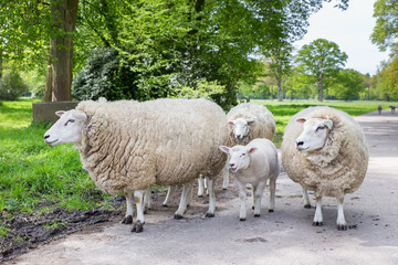 Naklejka premium Group of white sheep and lamb on road in nature