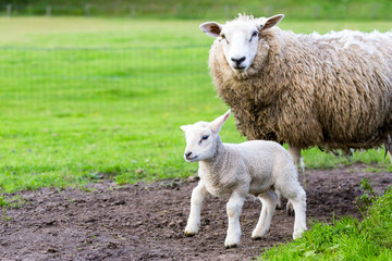 Obraz premium Mother sheep and newborn lamb in meadow during spring