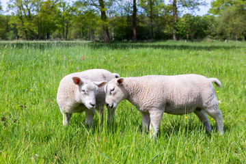 Obraz premium Two white lambs playing together in green meadow