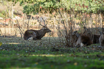 奈良公園の鹿