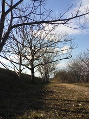 Obraz premium 冬の散歩道