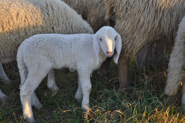 Sheep and lamb mammal