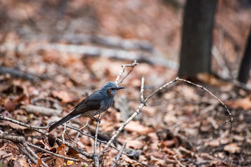 bird in a forest