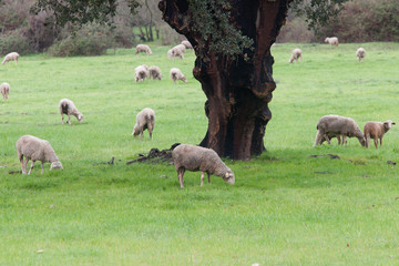 Obraz premium Sheep grazing on a green meadow