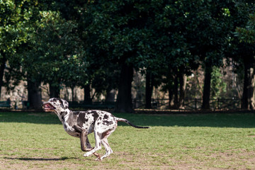 Fototapeta premium Alano arlecchino bianco e nero che corre libero in un parco cittadino