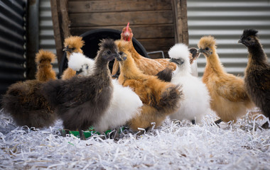 Flock of free range silkie chickens multi coloured