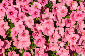 Petunias flowers