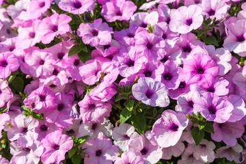 Petunias flowers
