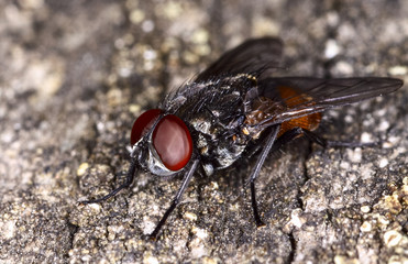 Close up of a fly