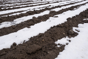Snowy field, potato furrows. White snow and black soil. Winter season in agriculture