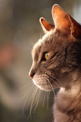 Katzen Portrait im Sonnenuntergangslicht #2