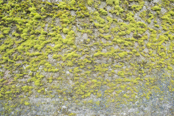 Mauer mit Moos bedeckt