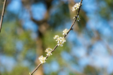Oriental plum(Prunus salicina) in a garden