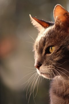 Katzen Portrait im Sonnenuntergangslicht #1