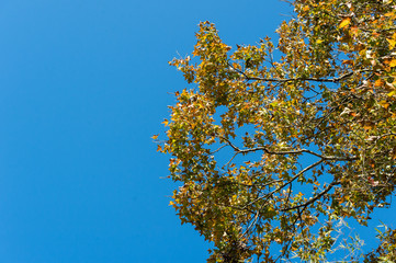 maple leaves on blue sky
