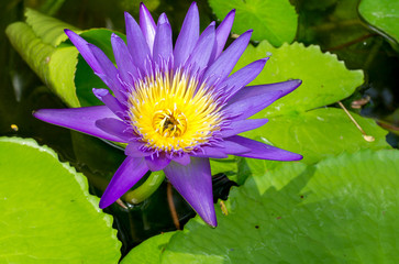 Close up purple lotus in the pond with insects in the morning li