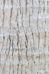 Detail of palm tree background texture