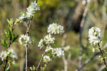 Oriental plum(Prunus salicina) in a garden