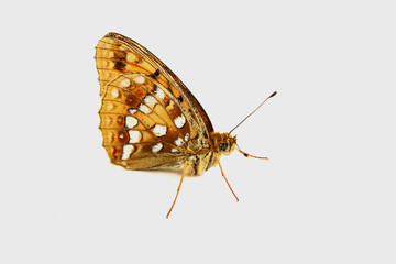 Beautiful butterfly on a white background