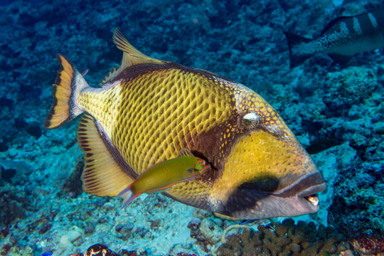 titan trigger fish in Maldives
