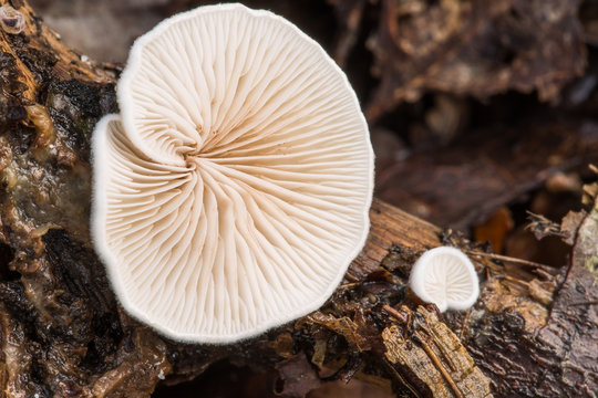 Small White Bracket Fungi