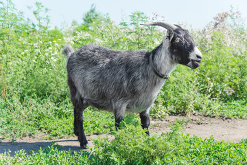 Obraz premium Goat grazing on a meadow