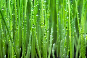 Fototapeta na wymiar dew on the green grass