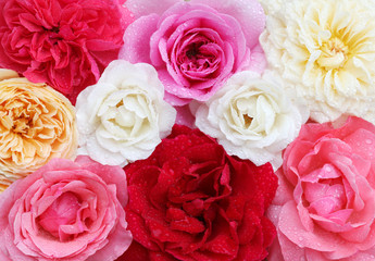 Roses in different colors for background use