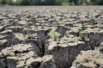 Green grass grow on cracked ground. Dry land. Desert landscape background. Global warming concept