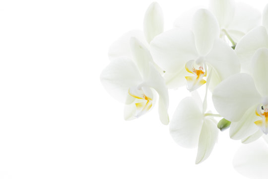 Weisse Orchideen vor hellem Hintergrund
