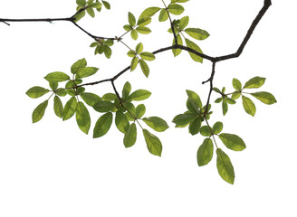 Obraz premium Tree branch isolated