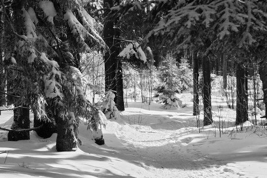 Fototapeta Wanderweg durch einen verschneiten Wald