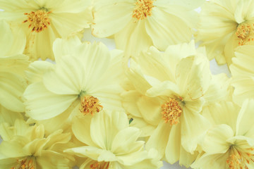 Fototapeta premium Yellow cosmos flowers