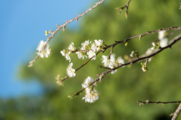 Oriental plum(Prunus salicina) in a garden