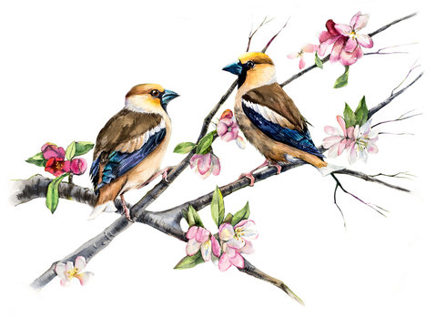 Grosbeaks on a branch with flowers. Decoration with wildlife scene. Pattern with two birds. Watercolor hand drawn illustration