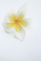 White frangipani flower