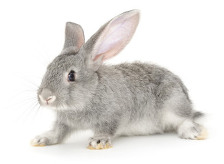 Grey bunny rabbit.