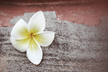 Naklejka na ściany i meble White frangipani flower