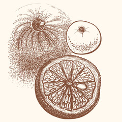 Hand drawn orange citrus in vector.