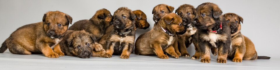 Mops Welpe im Studio