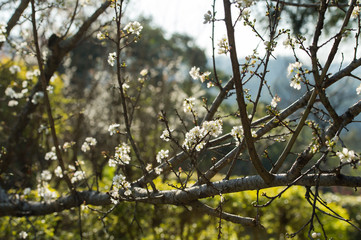 Oriental plum(Prunus salicina) in a garden