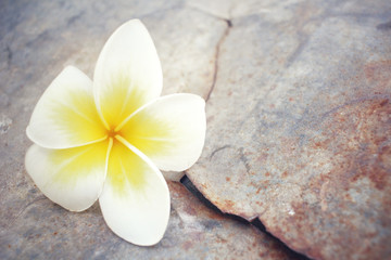 Naklejka na ściany i meble White frangipani flower