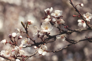 cherry blossom flowers