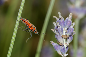 Cinnamon Bug (Corizus hyoscyami)